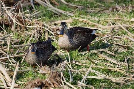 多々良沼のカモ？