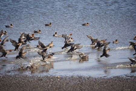 多々良沼の何の鳥でしょうか・・・？