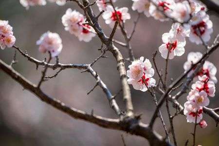 近所のフラワーパークで