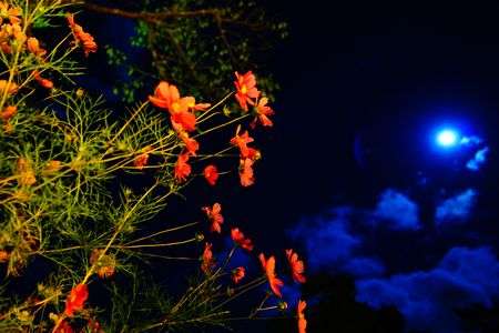 秋桜と月明かり