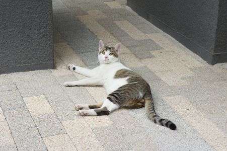 <ssp>なにか問題でも？