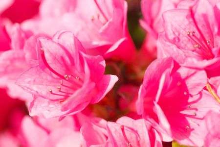 鮮やか！！つつじ