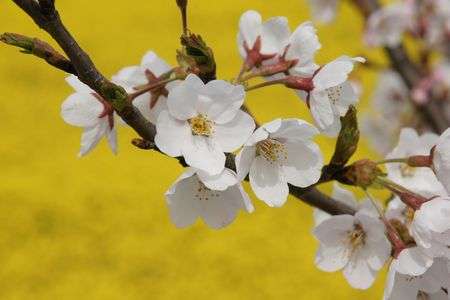 琵琶湖一周お花見ツー⑤　「家の近所の河川敷」