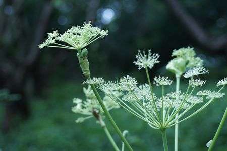 線香花火のような・・？