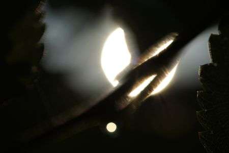 朝陽を背に光る一点の雫