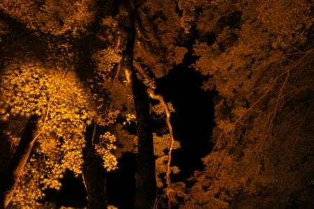 オレンジとクロ