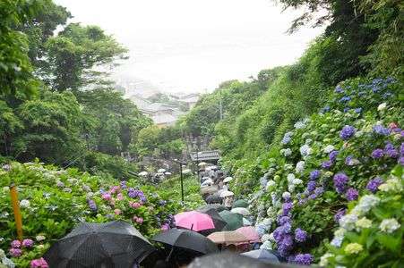 成就院に咲き誇る紫陽花