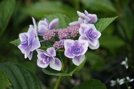 小さな小花のガクアジサイ