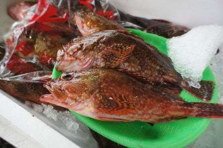 ガシラの色が綺麗にでました