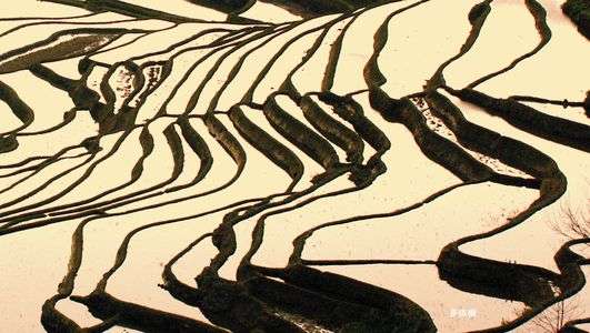 中国雲南省元陽の棚田