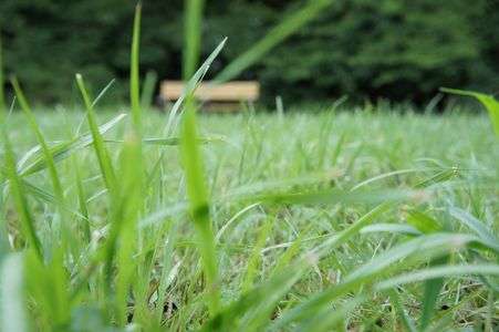 ベンチ＠小金井公園