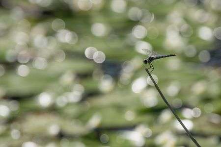 夏の日のコフキトンボ