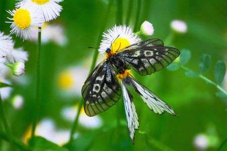 ウスバシロチョウとウスバクロチョウ