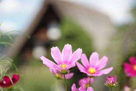 世界遺産に咲くコスモス