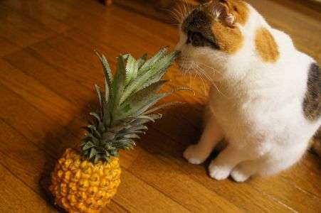 ネコとパイナップル
