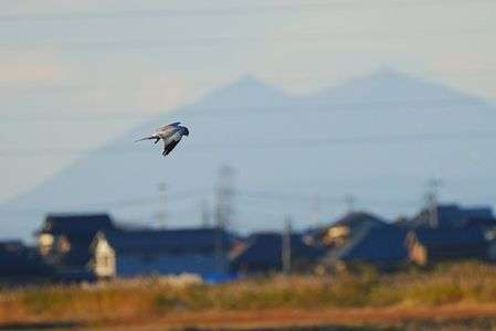 ハイイロシュウヒ