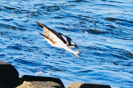 ミサゴのダーウィン・ポーズ