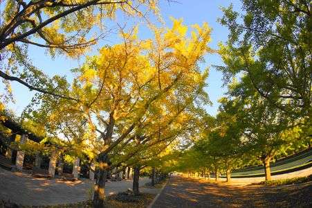 昭和記念公園（イチョウ並木）