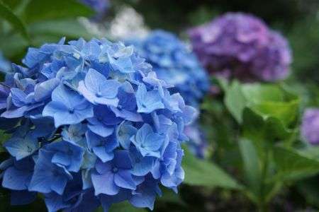 <SSP>  ７月の河口湖畔