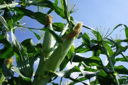 <SSP>夏がきたー!!