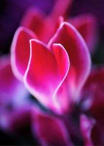 シクラメンのキャンドル