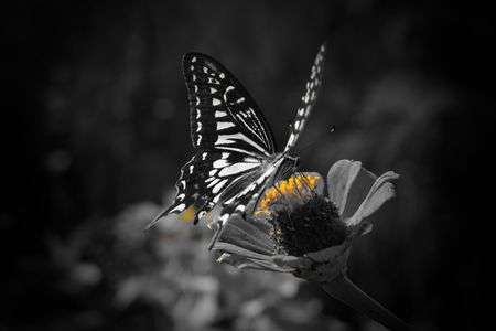 甘い色に誘われて