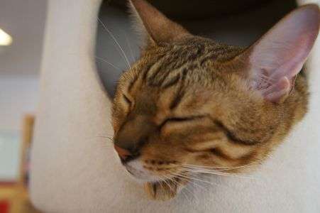 眠いんだもん…