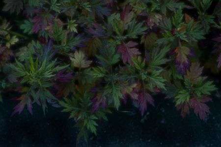 近所のカラフルな草