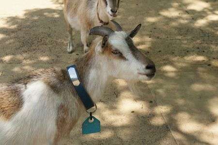 トカラヤギのカシスさん