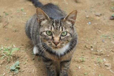 ニャーが聞きたい(>_<)