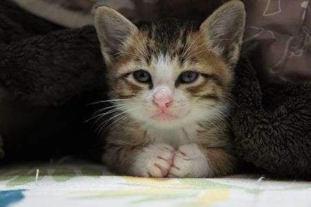 はじめまして、マーブルです