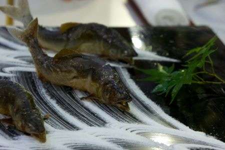 俺ら焼かれても川を上っていくぜ！！