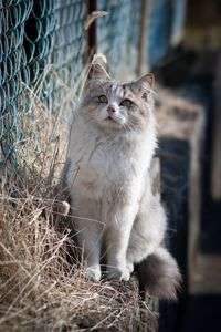 新春・職場近所のネコさんⅢ