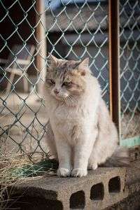 職場近所のネコさんⅣ