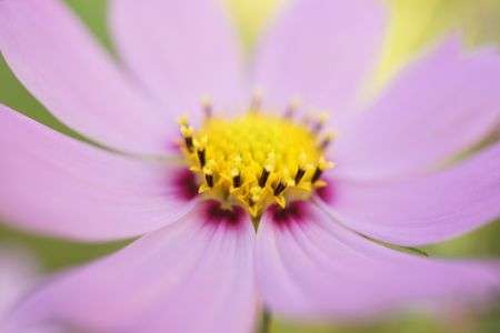 マクロコスモス