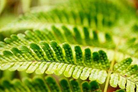 高尾山の葉っぱ