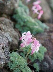 高山植物の女王