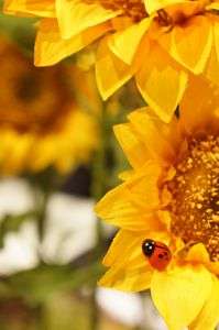 撮影基礎講座　STEP1　～αを楽しむ写真の基本～