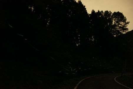 天に昇るホタルかな