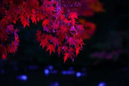 魅惑・・・？？？