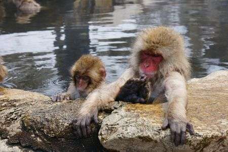 地獄谷野猿公苑のさる