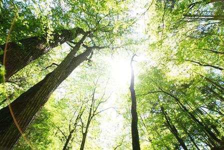 新緑の頃