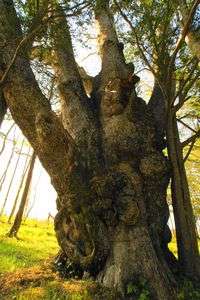 標茶のミズナラ