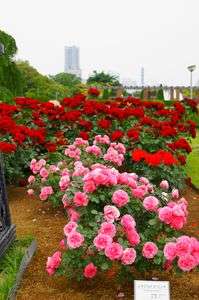 山下公園の薔薇