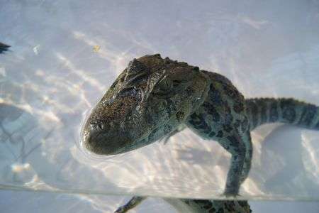 熱川バナナワニ園にて