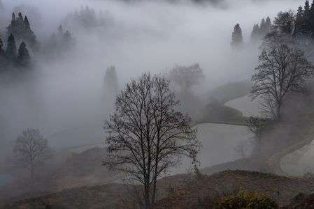 朝霧のシルエット