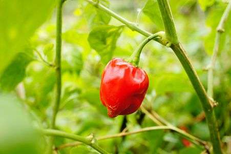 色づきました♪