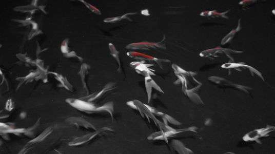 アートアクアリウムにて