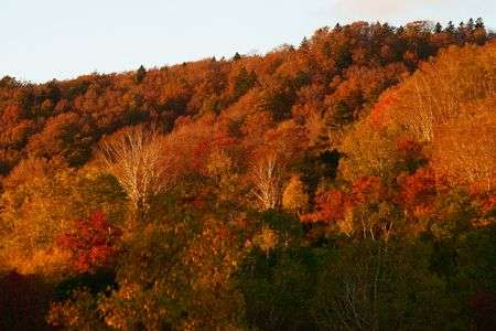 夕照に映える木々