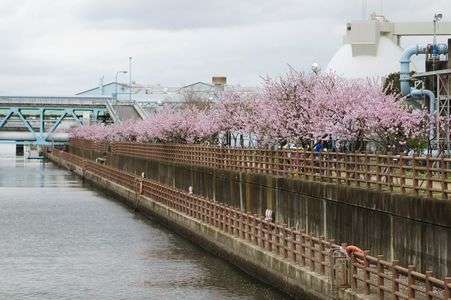 アーモンド並木